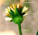 Capitulum-Involucre